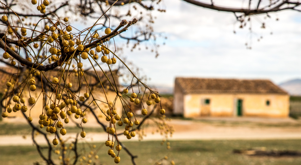 Control de plagas en zonas rurales en Girona:Cómo proteger tu masía o casa de campo