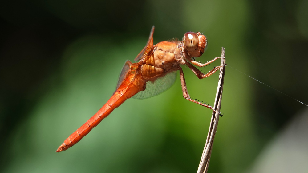 Mosquito tigre en Girona: Cómo proteger tu jardín este verano